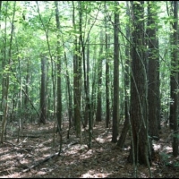 22.6 Acres in Newton County in Conehatta  MS images 2