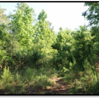 22.6 Acres in Newton County in Conehatta  MS images 3