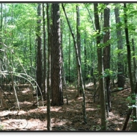 22.6 Acres in Newton County in Conehatta  MS images 4