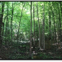 22.6 Acres in Newton County in Conehatta  MS images 5