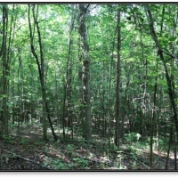 22.6 Acres in Newton County in Conehatta  MS images 6