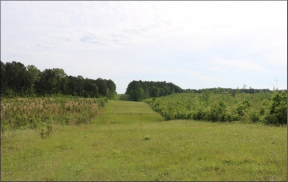 79 Acres in Winston County in McCool  MS featured image