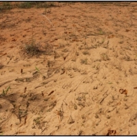 79 Acres in Winston County in McCool  MS images 2
