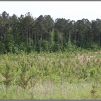 79 Acres in Winston County in McCool  MS images 4