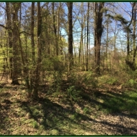 80 Acres in Scott County in Morton  MS images 3