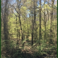 80 Acres in Scott County in Morton  MS images 5