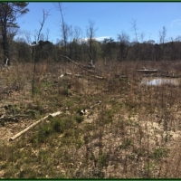 80 Acres in Scott County in Morton  MS images 6