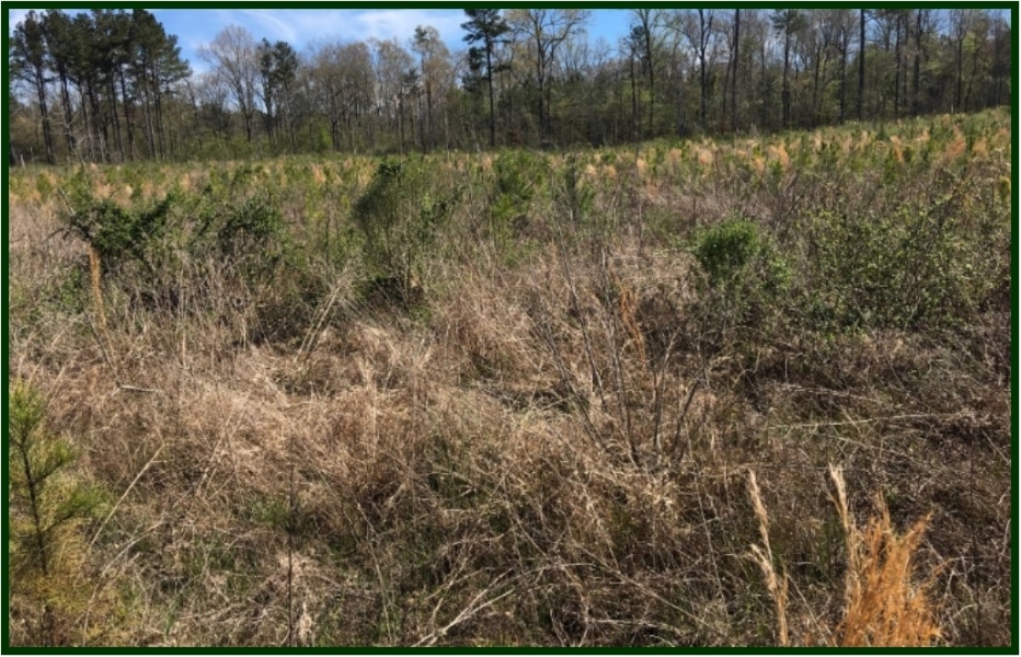 160 Acres in Scott County in Morton &nbsp; MS featured image