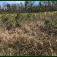 160 Acres in Scott County in Morton &nbsp; MS