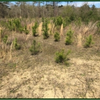 160 Acres in Scott County in Morton &nbsp; MS images 2