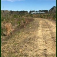 160 Acres in Scott County in Morton &nbsp; MS images 4