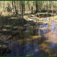 160 Acres in Scott County in Morton &nbsp; MS images 5