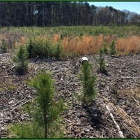 160 Acres in Scott County in Morton &nbsp; MS images 6