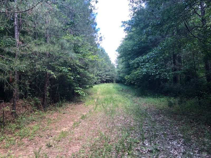 104 Acres in Rankin County in Pelahatchie  MS featured image