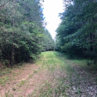 104 Acres in Rankin County in Pelahatchie  MS