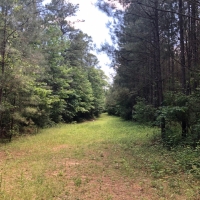 104 Acres in Rankin County in Pelahatchie  MS images 2