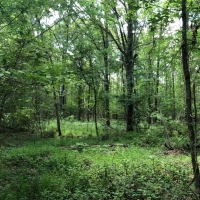 104 Acres in Rankin County in Pelahatchie  MS images 3