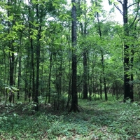 104 Acres in Rankin County in Pelahatchie  MS images 4