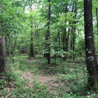 104 Acres in Rankin County in Pelahatchie  MS images 5