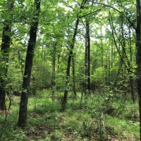 104 Acres in Rankin County in Pelahatchie  MS images 6