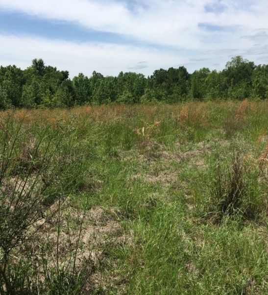 50 Acres in Madison County in Canton  MS featured image