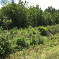 50 Acres in Madison County in Canton  MS images 2