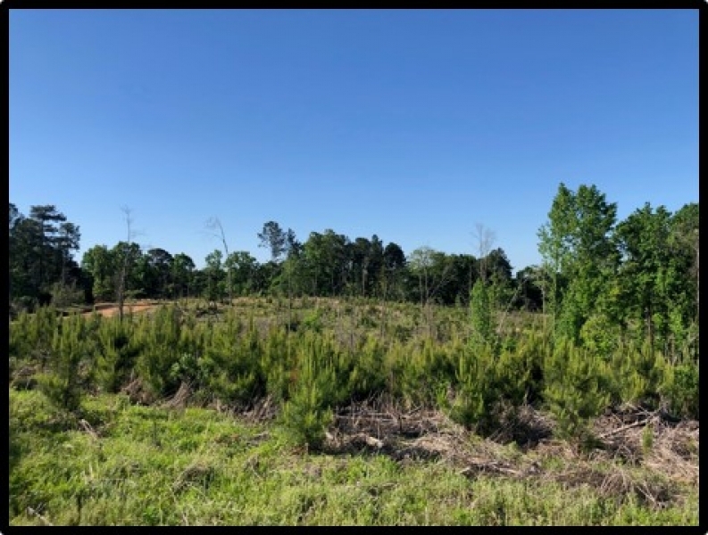38 Acres in Attala County in Sallis  MS featured image