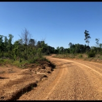 38 Acres in Attala County in Sallis  MS images 2