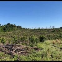 38 Acres in Attala County in Sallis  MS images 3