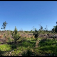 38 Acres in Attala County in Sallis  MS images 5