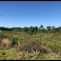 38 Acres in Attala County in Sallis  MS images 6