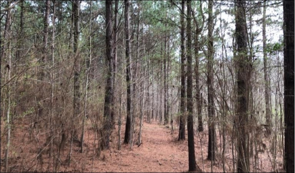 40.40 Acres in Rankin County in Brandon  MS featured image