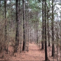 40.40 Acres in Rankin County in Brandon  MS images 1