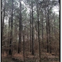 40.40 Acres in Rankin County in Brandon  MS images 2