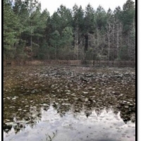 40.40 Acres in Rankin County in Brandon  MS images 3