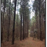 40.40 Acres in Rankin County in Brandon  MS images 5