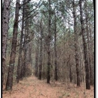 40.40 Acres in Rankin County in Brandon  MS images 6