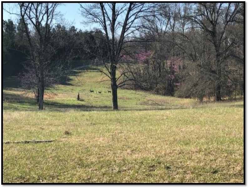 1 258 Acres  Foxmoor Farm  in Lee County in Guntown  MS featured image
