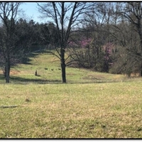 1 258 Acres  Foxmoor Farm  in Lee County in Guntown  MS