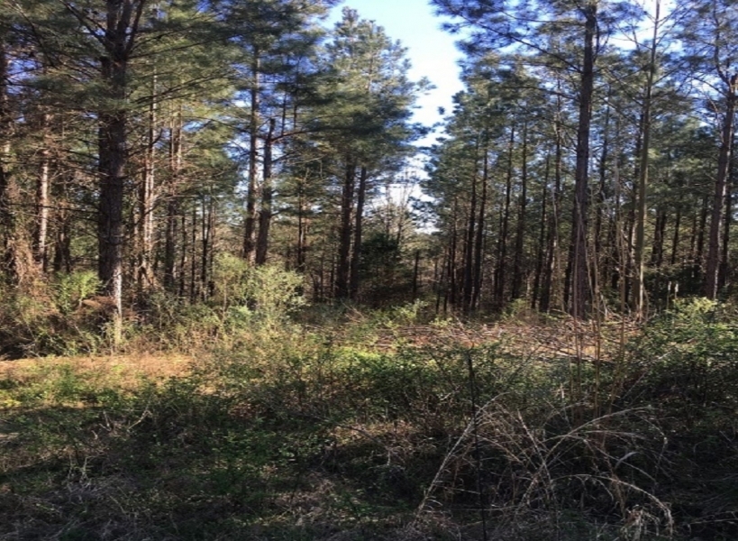 119 Acres in Holmes County in West  MS featured image