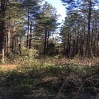 119 Acres in Holmes County in West  MS