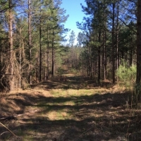 119 Acres in Holmes County in West  MS images 2