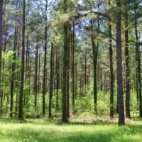 140 Acres in Claiborne County in Port Gibson  MS images 3