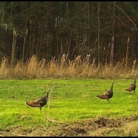 140 Acres in Claiborne County in Port Gibson  MS images 4