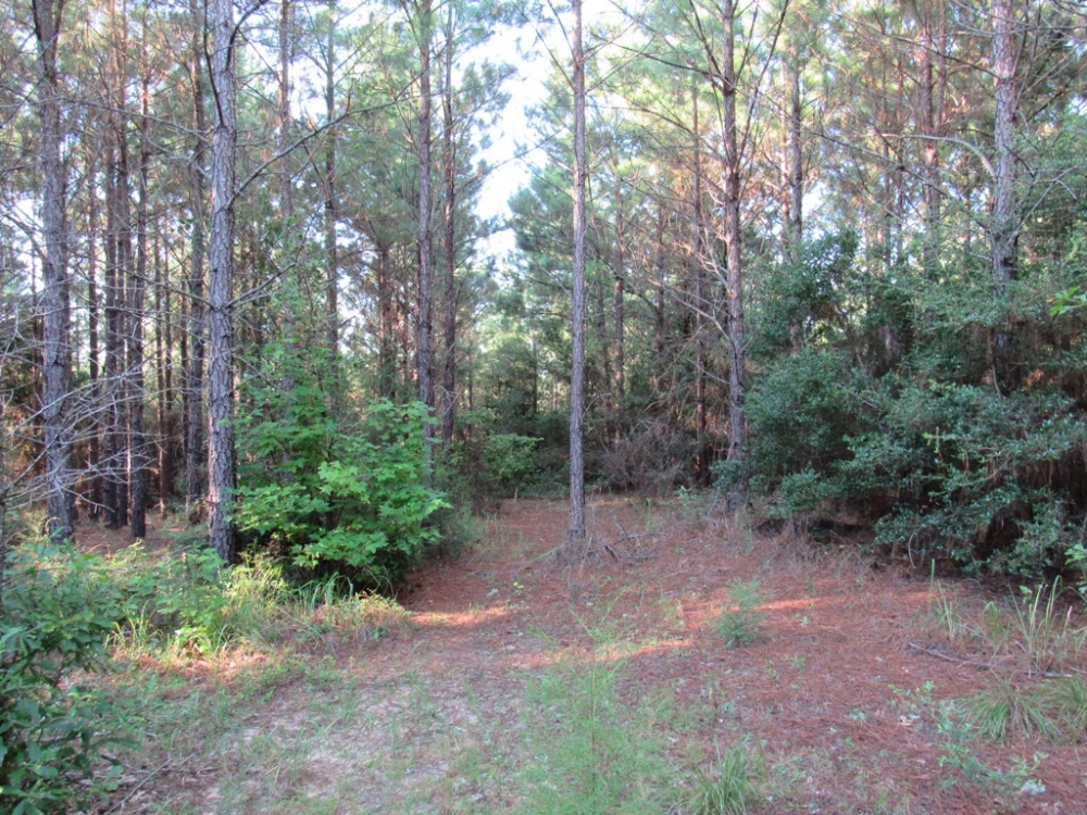 04-007-cr-1-west-hunting-and-timber featured image