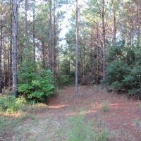 04-007-cr-1-west-hunting-and-timber