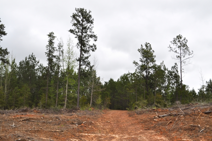 94 Acres &nbsp; Off CR 2070 &nbsp; Tract 1196 featured image