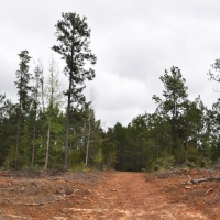 94 Acres &nbsp; Off CR 2070 &nbsp; Tract 1196