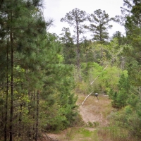 94 Acres &nbsp; Off CR 2070 &nbsp; Tract 1196 images 4