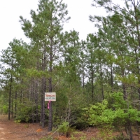 94 Acres &nbsp; Off CR 2070 &nbsp; Tract 1196 images 5